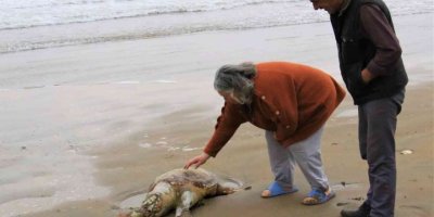 Mersin’de ölü Caretta Caretta plaja vurdu