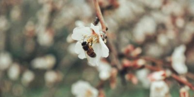 Kahramanmaraş’ta badem ağaçları çiçek açtı