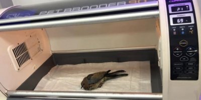 Yaralı kumruya belediye personelleri sahip çıktı