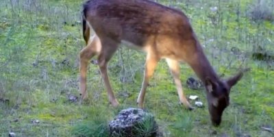 Burdur ve Antalya’daki yaban hayatı fotokapana yansıdı