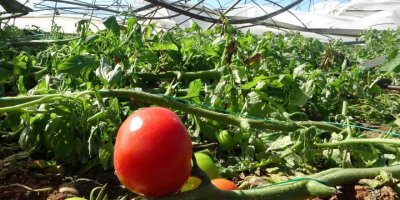 Antalya’da 10 saniyelik hortum domates serasını yerle bir etti
