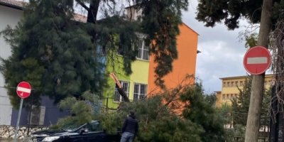 Hatay’da fırtına ağaçları devirdi