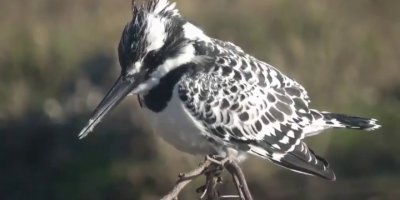 Yaban hayatının belgesellik görüntüleri