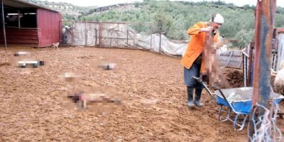 Mersin’de köpekler ağıldaki kuzu ve tavukları telef etti