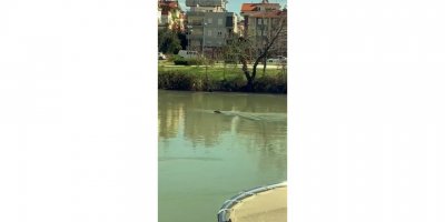 Akdeniz Foku, Manavgat Irmağı’nı mesken tuttu