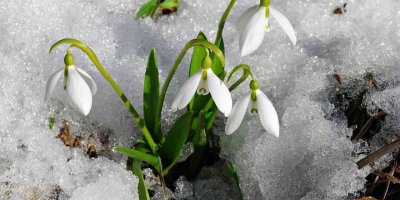 Kahramanmaraş’ta karlar erirken, çiğdemler kardelenler, düğün gelin çiçekleri doğayı süslemeye başladı