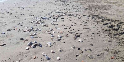 Alanya’da binlerce canlı salyangoz kıyıya vurdu