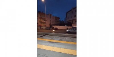 Aracın çarptığı pitbulldan videosunu çeken vatandaşa ‘iyiyim’ pozu