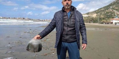 Hatay’da yüzlerce ölü denizanası sahile vurdu