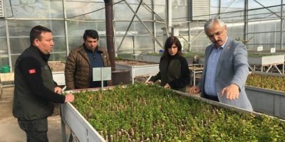 Adana’da 6 milyon 500 bin fidan üretilecek