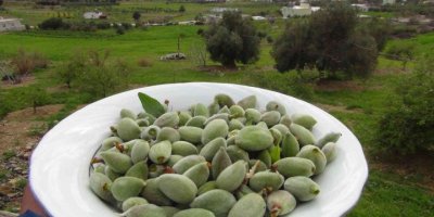 Mersin’de yangın bölgesinde çağla hasadı
