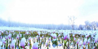 Göksun’da açan çiçekler karla kaplandı