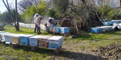 Kozan’daki arı ölümlerine 4 hastalık neden olmuş