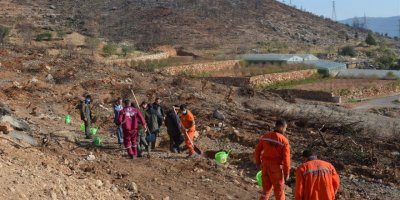 Aydıncık’ta yanan alanlara 70 bin keçiboynuzu fidanı dikildi