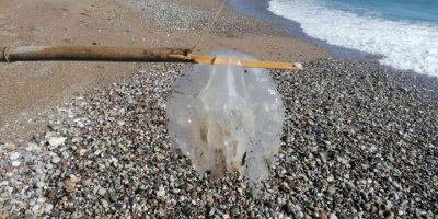 Manavgat’ta denizanası yoğunluğu