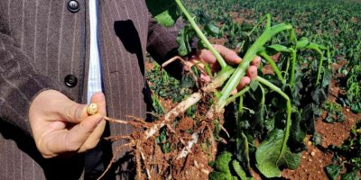 Turfanda patatesi don vurdu