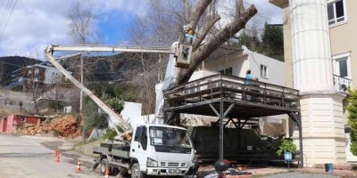 Alanya Belediyesi doğa mirası ağaçları unutmadı