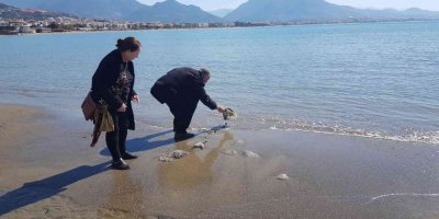 Alanya’da sahile vuran deniz analarını kurtarma mücadelesi