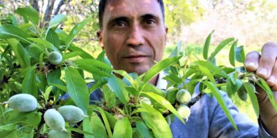 Erkenci bademler çıktı, diğer ağaçlar çiçek açtı