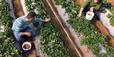 Kilosu 25-30 TL’ye satılan örtü altı çilek, üreticisini sevindiriyor