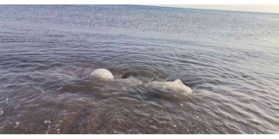 Yüzlerce denizanası kıyıya vurdu, profesör uyardı: “Yakınına yaklaşmayın ve dokunmayın”