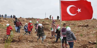Yanan ormana 200 milyon kızılçam tohumu atıldı, 200 bin fidan dikildi