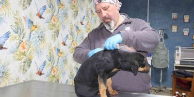 Mersin’de Köpeğe Kan Donduran İşkence