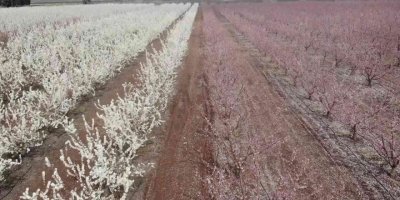 Çiçek açan meyve bahçeleri Amik Ovası’nı renklendirdi