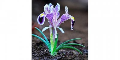 Kahramanmaraş’ta Nevruz çiçekleri açtı