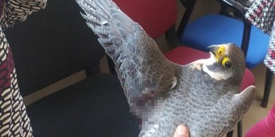 Dünyanın En Hızlı Uçan Kuşu, Hatay’da Yaralı Halde Bulundu