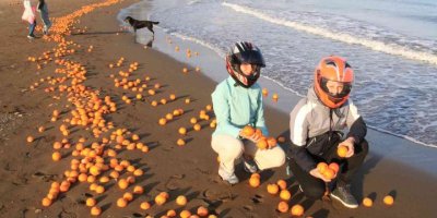 Mersin’de sahil portakal doldu