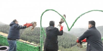 Tedavileri tamamlanan 3 adet kızıl Şahin, Belen’de özgürlüğüne kavuştu