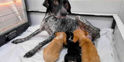 Yağmur Altında Kalan Anne Köpek Ve Yavruları Koruma Altına Alındı