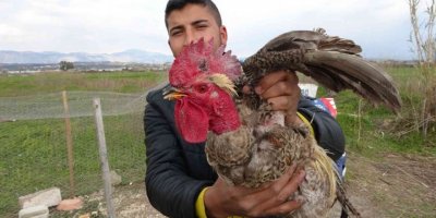 Sahibinin Kesmeye Kalktığı Horoz ’anne’ Diye Bağırmaya Başlayınca Kesilmekten Kurtuldu