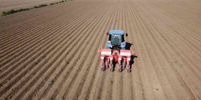 Çukurova’da ayçiçeği tohumları toprakla buluştu
