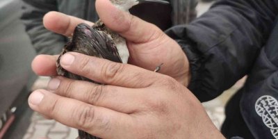 Yaralı ’dövüşken kuş’ tedaviye alındı