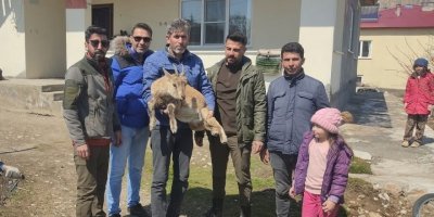 Köpeklerin saldırısından kaçan yavru yaban keçisi eve sığındı