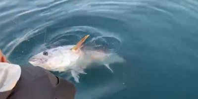 Oltanın ucunda 100 kilogramlık orkinos gören balıkçılar: “Abi efsane, efsane”