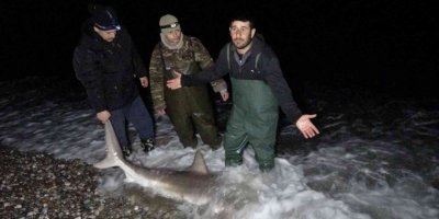 Kuzu balığı zannettiler oltayla 2 metrelik köpekbalığı çektiler