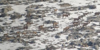 Yaban keçisi sürüsü ile kurtlar aynı karede