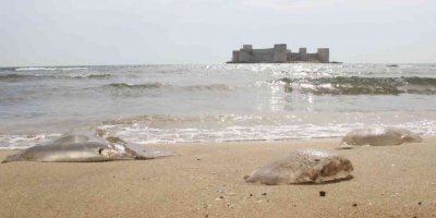 Akdeniz’de deniz anası kabusu sürüyor, Kızkalesi sahiline kadar geldi