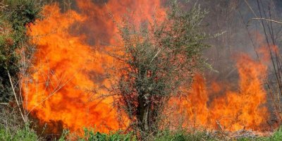 Osmaniye’de orman yangını