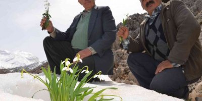 Torosların gelinliği ’kardelenler’ boy göstermeye başladı