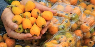 Örtü altında “yenidünya” hasadı başladı... Kilosu 200 TL’den satıldı