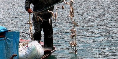 Menzelet Barajı balıkçıların ekmek teknesi