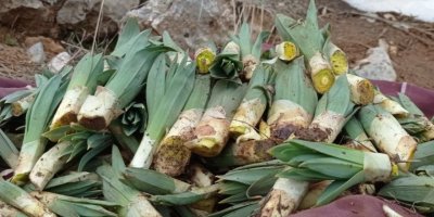 Çiriş otu sofraları süslemeye başladı