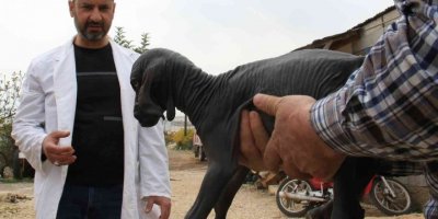 Hayatı boyunca tüysüz kalacak