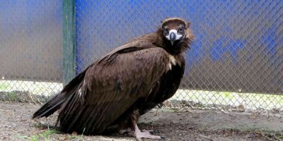 Nesli tehlike altında... Köylülerin bitkin halde bulduğu kara akbaba tedaviye alındı