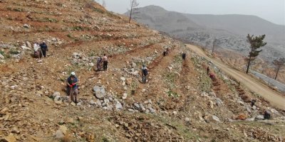 Yeşilovacık’ta yanan alanlar milyonlarca tohum ve binlerce fidanla yeniden yeşeriyor
