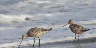 Mileyha Sulak Alanı’nda kuş türü sayısı 294’e yükseldi